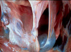 Mare Uterus