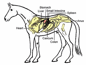 Digestive System Horse