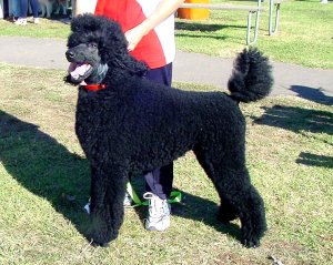 dogs10.jpg (29035 bytes)
