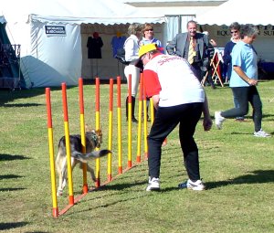 dogs3.jpg (29537 bytes)