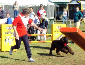 dogs5.jpg (27491 bytes)