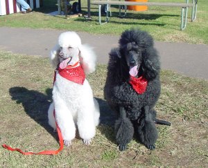 dogs9.jpg (26201 bytes)