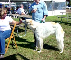 tborzoi.jpg (32760 bytes)