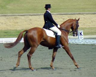 The Virtual Equestrian Dressage News Australian Dressage