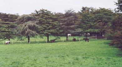 l- Paddock for mares and foals.jpg (19597 bytes)