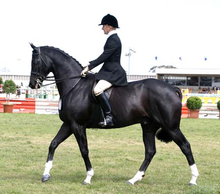 The Virtual Equestrian - Garryowen Perpetual Trophy - Report and ...